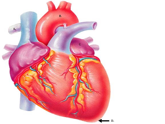 collateral heart circulation